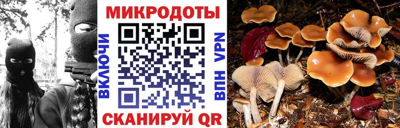 сколько стоит  Малаховка  Псилоцибиновые грибы Psilocybe 